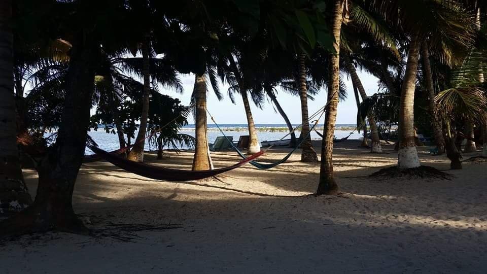A tranquil beach scene with hammocks nestled among palm trees and a view of the ocean in the background.