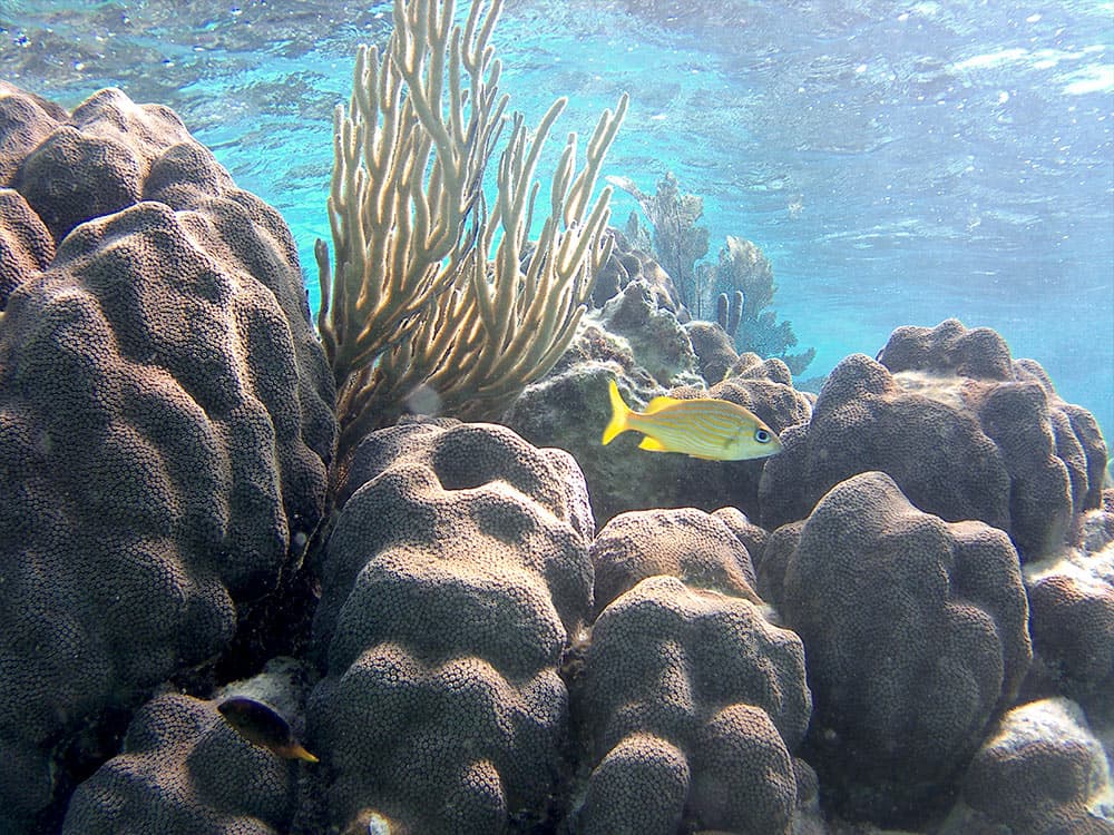 Colorful coral formations with a yellow fish swimming nearby in clear water.