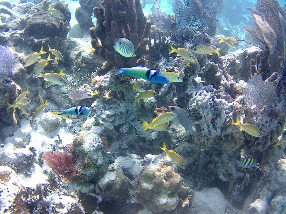 A vibrant underwater scene featuring various colorful fish swimming among coral and aquatic plants.