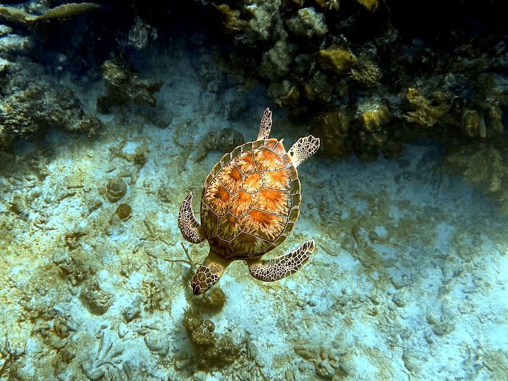 A sea turtle swims gracefully over a sandy ocean floor.