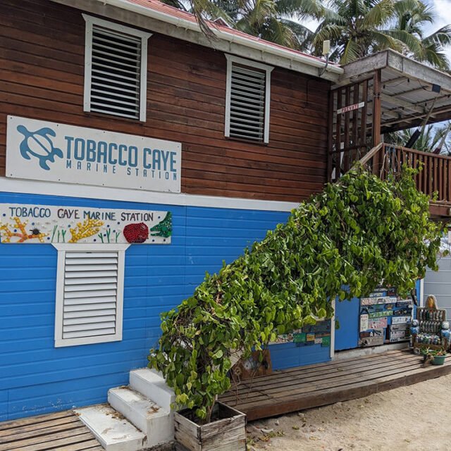 Tobacco Caye Marine Station